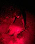 High praise as DoE officer rescues nesting turtle from poachers