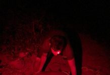 High praise as DoE officer rescues nesting turtle from poachers