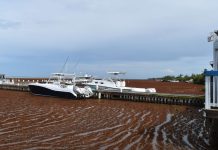 Sea of sargassum: Invasion spreads in North Sound