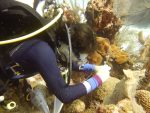 Scientists working on probiotic to help fight coral disease