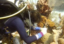 Scientists working on probiotic to help fight coral disease
