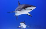 Shark sightings increase, over 550 logged in local waters
