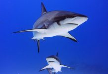Shark sightings increase, over 550 logged in local waters