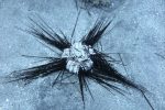 DOE: Sea urchins in distress