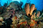 Deep reefs of Little Cayman may be a refuge for corals under heat stress Little Cayman's coral reefs. - Photo: File