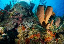 Deep reefs of Little Cayman may be a refuge for corals under heat stress Little Cayman's coral reefs. - Photo: File