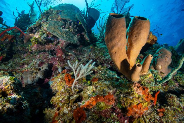 Little Cayman's coral reefs. - Photo: File
