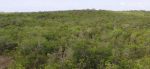 Environment assessment planned for road through pristine North Side forest