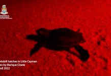 First hawksbill turtle nest of the year found on Little Cayman