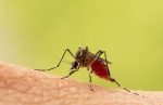 Cayman confirms case of dengue