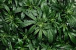 Government encouraged to prioritise ganja decriminalisation ganja