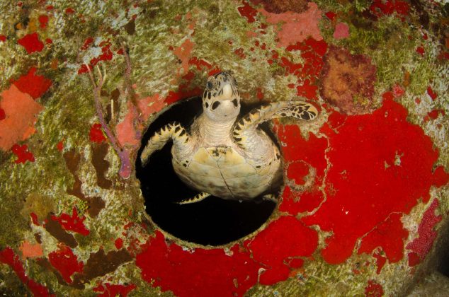Turtle at the Kittiwake