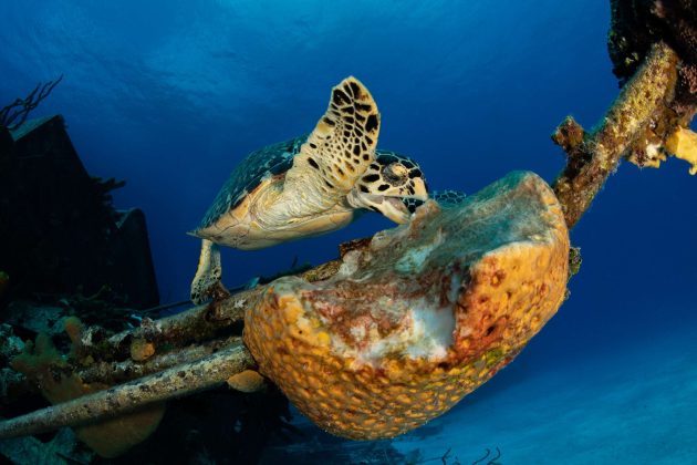 Turtle at MV Captain Keith Tibbetts wreck