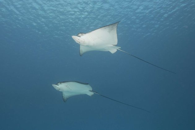 Spotted Eagle Rays at Meadows