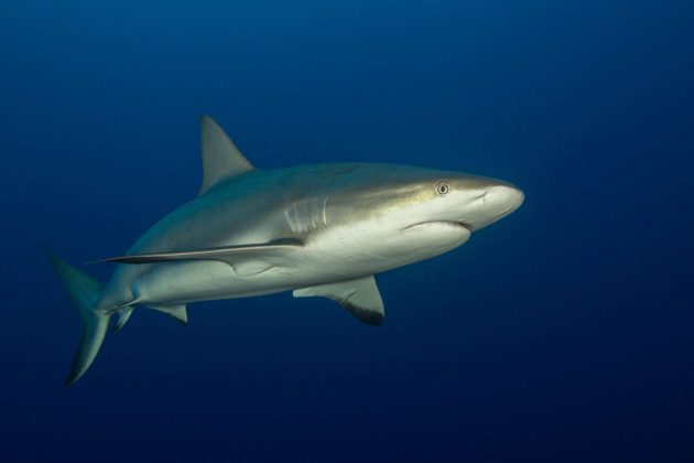 Reef shark at Bus Stop