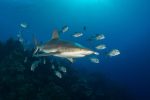 Shark Week event nets $2,600 for local conservation efforts Reef shark and jacks at Bus Stop