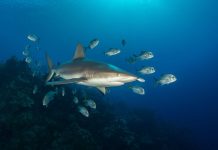 Cayman shark week spotlights conservation efforts Reef shark and jacks at Bus Stop