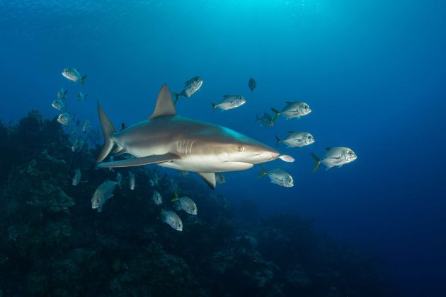 Reef shark and jacks at Bus Stop