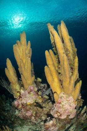 Pillar Coral at Fish Tank