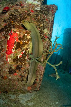 Moray Eel at the Kittiwake wreck