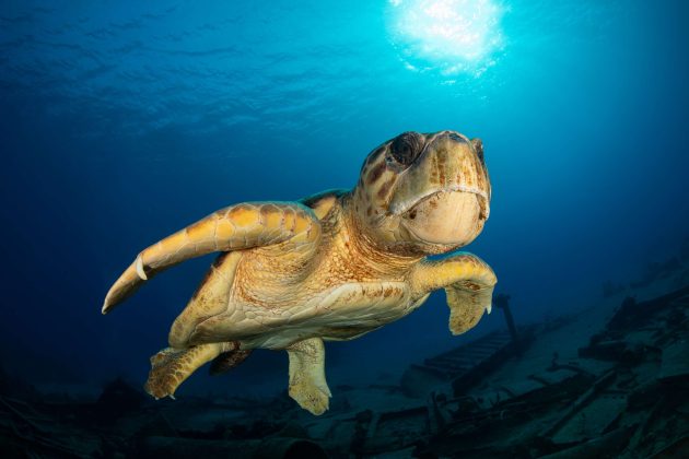 Loggerhead turtle at the Oro Verde