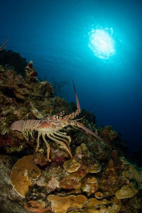 Lobster at Lea Lea's Lookout