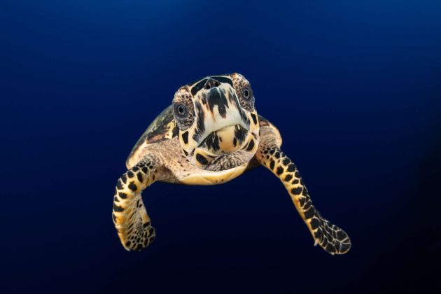 Hawksbill turtle