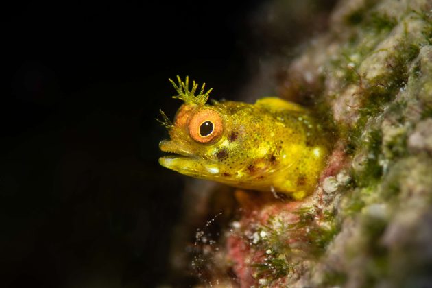 Blenny