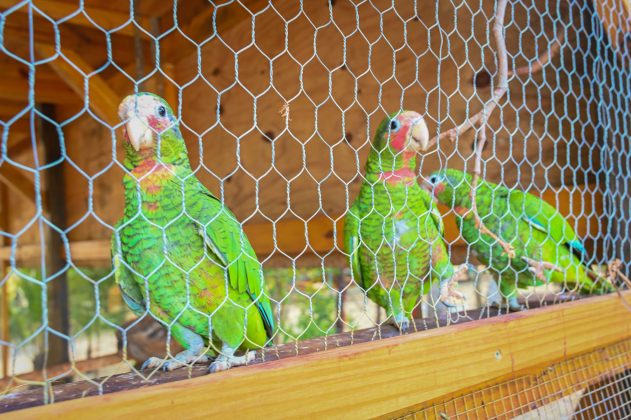 Cayman Parrot Sanctuary also has a range of animals to explore.