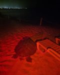 DoE renews call for turtle-friendly lighting after disoriented turtle rescued