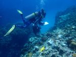 DoE investigates corals damaged at Eden Rock