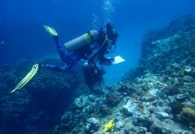 DoE investigates corals damaged at Eden Rock