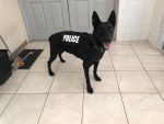 Criminal charges considered over police dog death