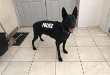 Heat stroke ‘likely cause’ of police dog’s death, court hears