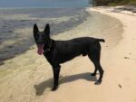 Court hears accused did not receive police dog training