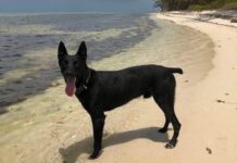 Court hears accused did not receive police dog training