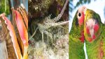 Multiple ‘pillaging poachers’ appear in court