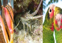 Multiple ‘pillaging poachers’ appear in court