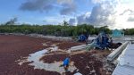 Rotting seaweed ends sargassum-removal trial