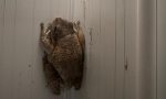 Frogs hop into action after storm