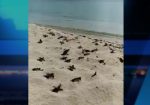 More than 1,000 turtle hatchlings rescued, released ahead of Ian