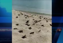More than 1,000 turtle hatchlings rescued, released ahead of Ian
