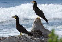 Lengthy Cabinet delays on conservation plans flagged A brown booby pair, the male on the left and the female on the right, perches on the south coast of Cayman Brac. Brown boobies was among six species of seabirds the National Conservation Council has included in a draft conservation plan. - Photo: Jane Haakonsson, DoE