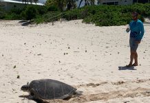 North Side resident teams with DoE in weekend turtle rescue