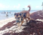 ‘Very special dog’ deserves loving forever home