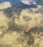 Rescued turtle ‘Coconut’ returns to the wild