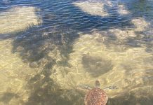 Rescued turtle ‘Coconut’ returns to the wild