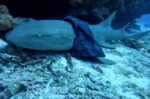 Divers urged to look out for nurse shark tangled in bag