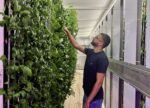 Opinion: Cayman could pay a high price for neglecting its agricultural roots