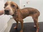 Neglected and emaciated dog, a sadly routine case for charity workers
